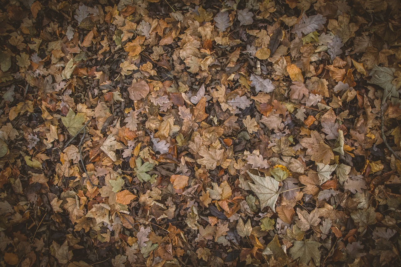 autumn, leaves, foliage-1869936.jpg
